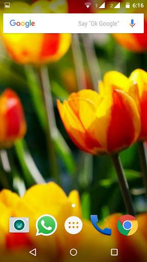 Tulips Flowers Wallpapers HD - Image screenshot of android app