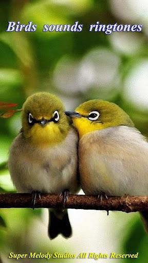 Birds Sounds Tones & Wallpaper - عکس برنامه موبایلی اندروید