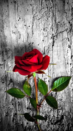 Rose Wallpaper: Rosely - Image screenshot of android app