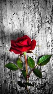 Rose Wallpaper, Floral, Flower Background: Rosely - عکس برنامه موبایلی اندروید