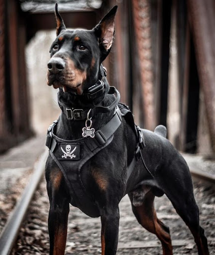 Doberman Photos Download The BEST Free Doberman Stock Photos  HD Images