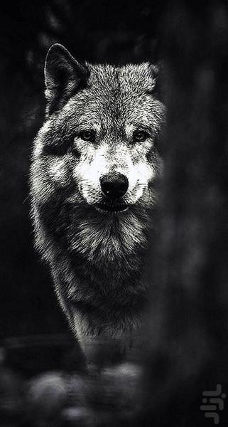 تصویر زمینه گرگ ~ wolf wallpaper - عکس برنامه موبایلی اندروید