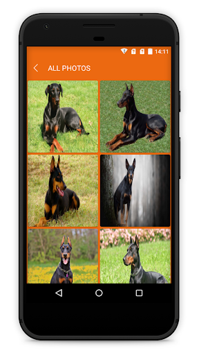 Doberman Dog Wallpaper HD - عکس برنامه موبایلی اندروید