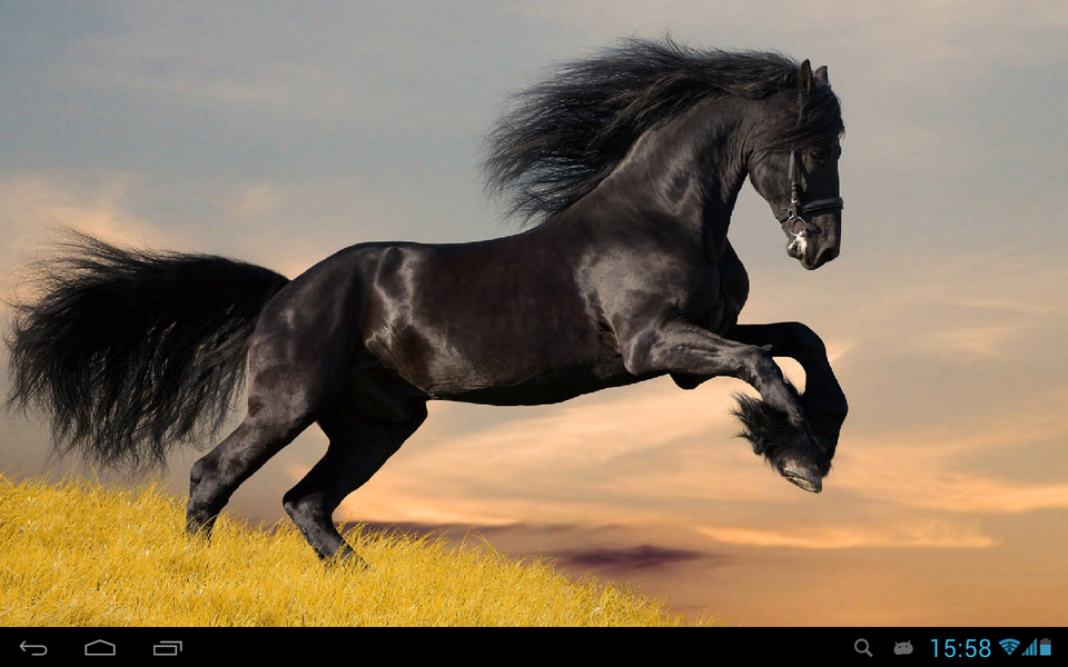 Horses Live Wallpaper - عکس برنامه موبایلی اندروید