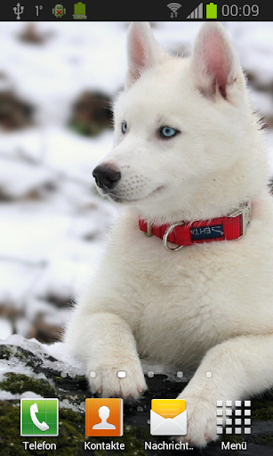 Husky live wallpaper - عکس برنامه موبایلی اندروید
