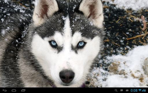 Husky live wallpaper - عکس برنامه موبایلی اندروید