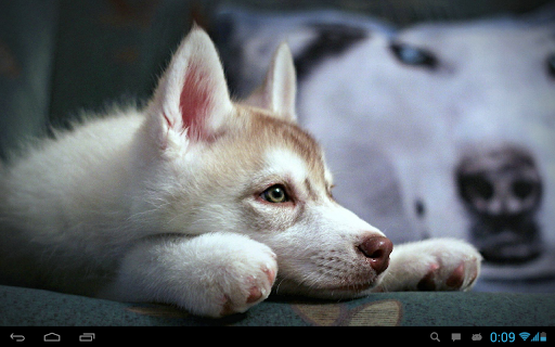 Husky live wallpaper - عکس برنامه موبایلی اندروید
