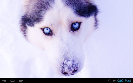 Husky live wallpaper - عکس برنامه موبایلی اندروید