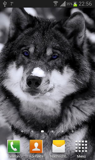 Wolves live wallpaper - Image screenshot of android app