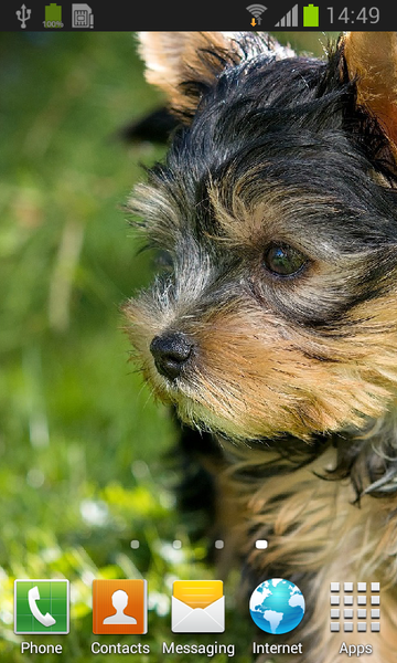 Yorkshire Terrier live wallpap - Image screenshot of android app