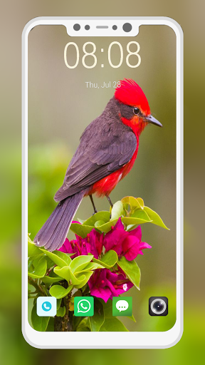 Bird Wallpaper - عکس برنامه موبایلی اندروید