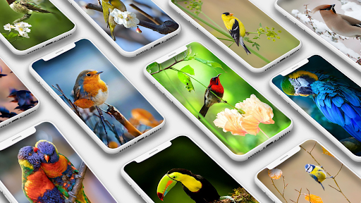 Bird Wallpaper - عکس برنامه موبایلی اندروید