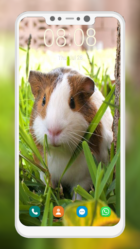 Cute Hamster Wallpapers - Image screenshot of android app