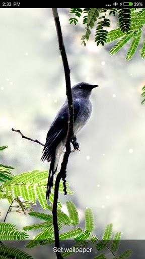 Birds Sounds & Ringtones - عکس برنامه موبایلی اندروید