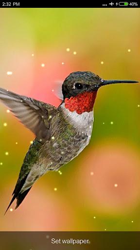 Birds Sounds & Ringtones - عکس برنامه موبایلی اندروید