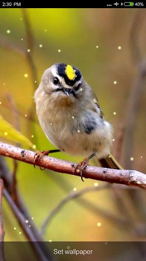 Birds Sounds & Ringtones - عکس برنامه موبایلی اندروید