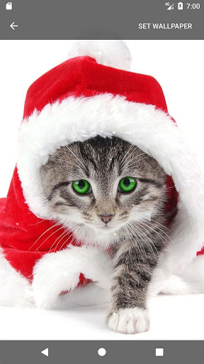 christmas cat ringtones