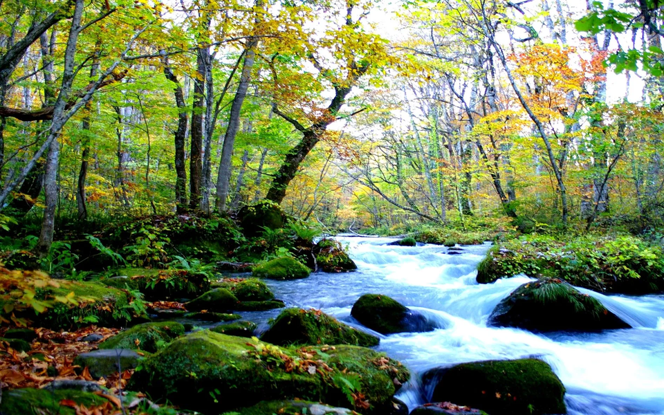 Picture Puzzle: Forest - عکس بازی موبایلی اندروید