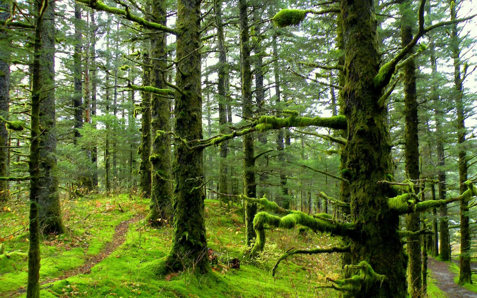 Picture Puzzle: Forest - عکس بازی موبایلی اندروید