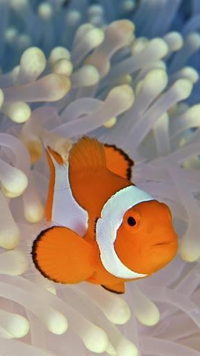 Ocean Fish Live Wallpaper - عکس برنامه موبایلی اندروید