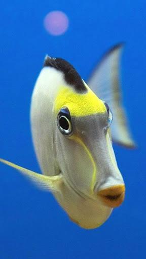 Ocean Fish Live Wallpaper - عکس برنامه موبایلی اندروید