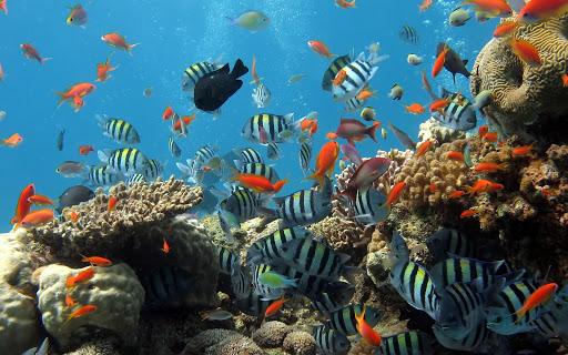 Ocean Fish Live Wallpaper - عکس برنامه موبایلی اندروید