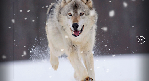 Wolf Live Wallpaper - Image screenshot of android app