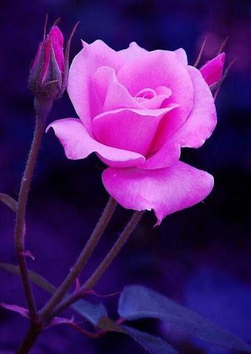 Rose Wallpaper - عکس برنامه موبایلی اندروید
