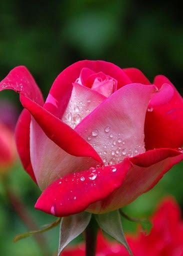 Rose Wallpaper - عکس برنامه موبایلی اندروید
