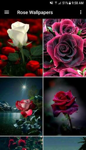 Rose Wallpaper - عکس برنامه موبایلی اندروید