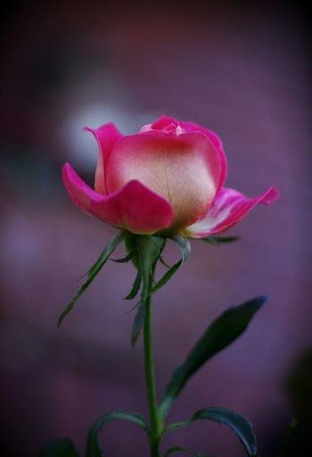 Rose Wallpaper - عکس برنامه موبایلی اندروید