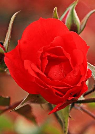 Rose Wallpaper - عکس برنامه موبایلی اندروید