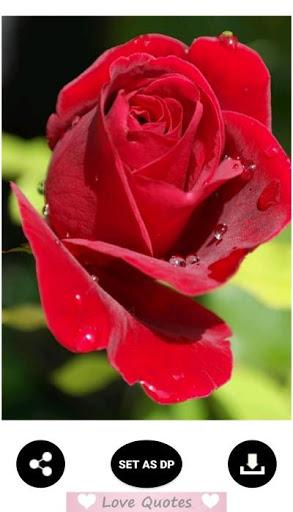 Rose Wallpaper - عکس برنامه موبایلی اندروید