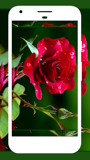 Red rose flower dark lockscreen HD phone wallpaper  Peakpx