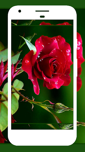 Rose Wallpaper , Rose Images - Image screenshot of android app