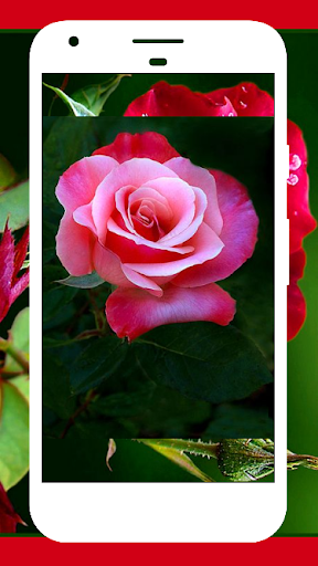 Rose Wallpaper , Rose Images - عکس برنامه موبایلی اندروید