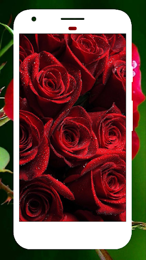 Rose Wallpaper , Rose Images - عکس برنامه موبایلی اندروید