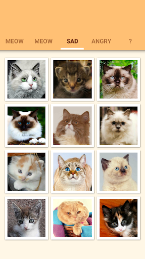 Cat and Kitten Meow Sounds - Image screenshot of android app