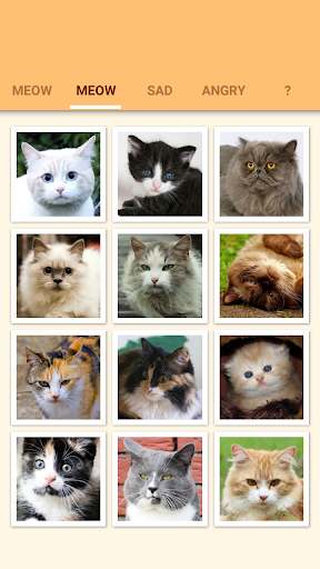 Cat and Kitten Meow Sounds - Image screenshot of android app