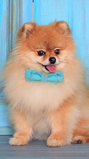 Cute Pomeranian Wallpapers - عکس برنامه موبایلی اندروید