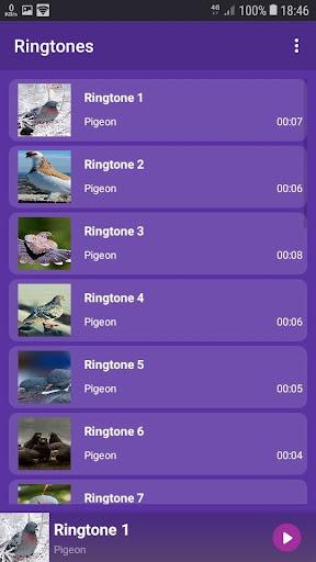 Pigeon - RINGTONES and WALLPAPERS - عکس برنامه موبایلی اندروید