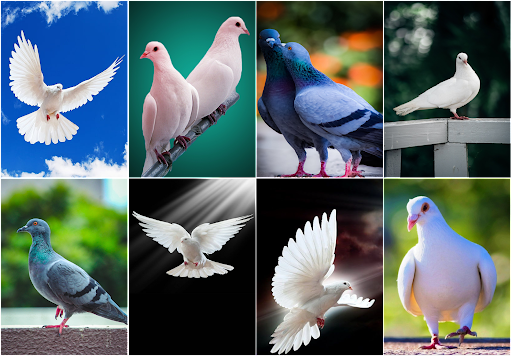 HD Pigeon Wallpaper - Image screenshot of android app