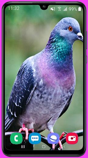 Pigeon Wallpaper HD - Image screenshot of android app