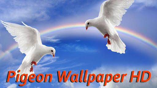 Pigeon Wallpaper HD - Image screenshot of android app