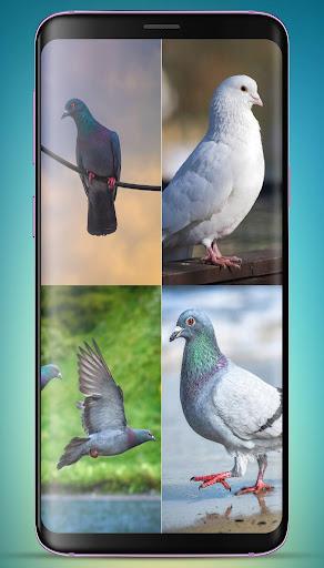 Pigeon Wallpaper HD - عکس برنامه موبایلی اندروید