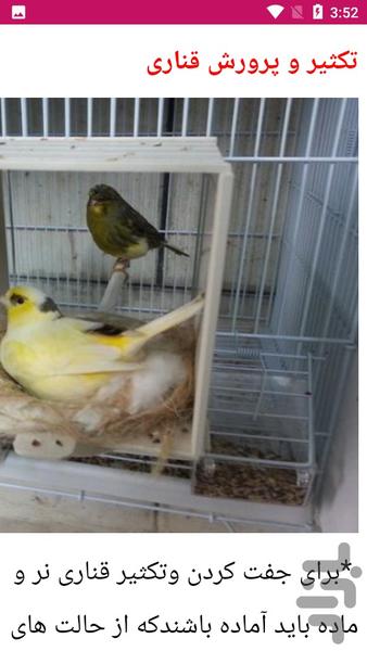 راهنمای پرورش قناری - Image screenshot of android app