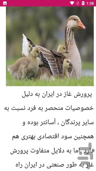 راهنمای پرورش غاز - عکس برنامه موبایلی اندروید