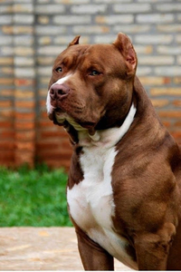 Pitbull Dog Wallpaper & Pitbull Puppy Backgrounds for Android - Download |  Cafe Bazaar