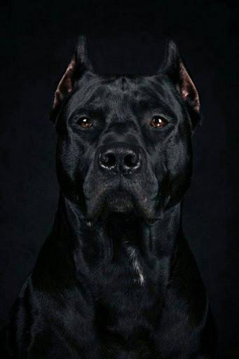Pitbull Dog Wallpaper & Pitbull Puppy Backgrounds - عکس برنامه موبایلی اندروید