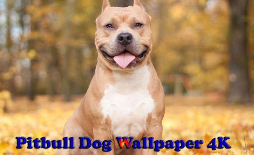 Pitbull Dog Wallpaper 4K - Image screenshot of android app